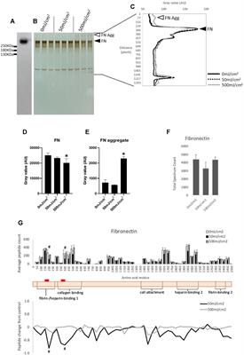 Acute exposure to ultraviolet radiation targets proteins involved in collagen fibrillogenesis